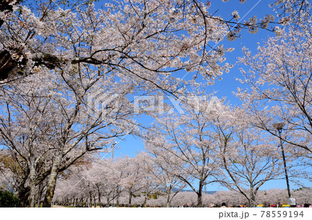 忠元公園 忠元公園 78559194