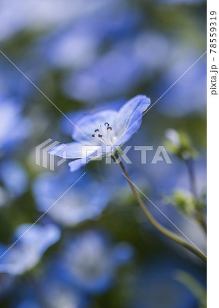 めしべとおしべを見るネモフィラの花一輪の写真素材