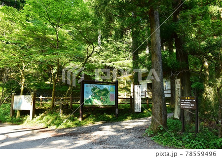 箱根町 箱根やすらぎの森 白浜入口と新緑 箱根町 箱根やすらぎの森 白浜入口と新緑 78559496