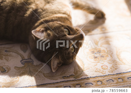 かわいい家ねこ かわいい家ねこ 78559663