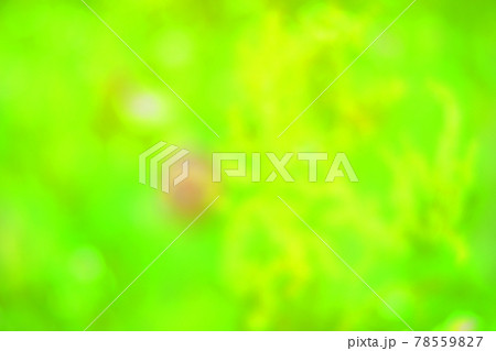 ソフトフォーカス ソフトフォーカス 78559827