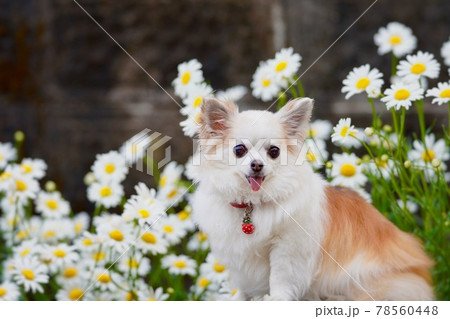 お花の中の犬 78560448