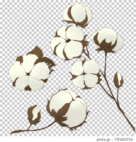 綿花のセット　シンプル調 78560550
