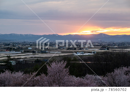 春の東川町キトウシ森林公園の桜と夕焼け 78560702