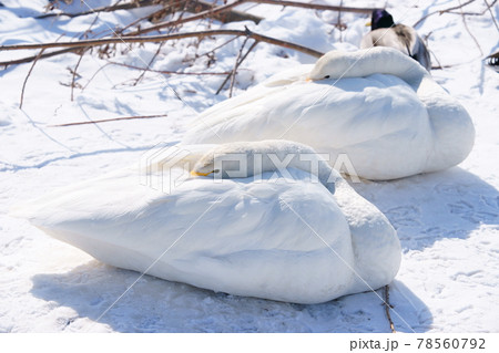 羽根の中に首を埋めて寒さに耐える白鳥 羽根の中に首を埋めて寒さに耐える白鳥 78560792