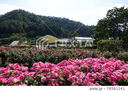 満開のバラ　薔薇　ばら　東沢バラ公園 78561141