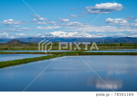 春の当麻町 田んぼと大雪山の風景 春の当麻町 田んぼと大雪山の風景 78561169