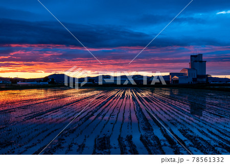 春の当麻町 夕焼けと田んぼの風景 78561332