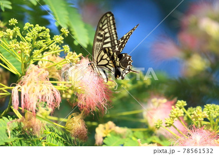 ねむの木の花とアゲハチョウの写真素材