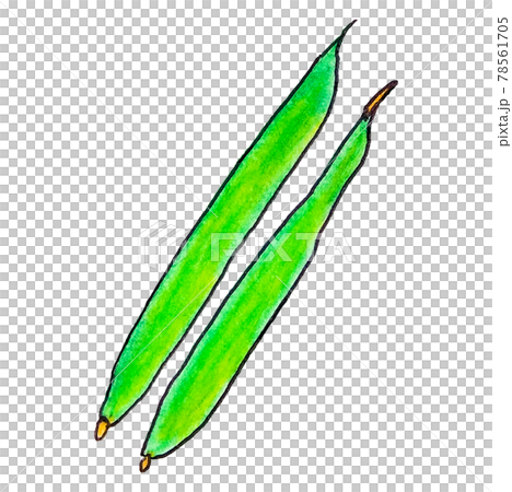 色鉛筆手書きのインゲン 78561705