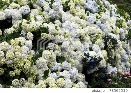 紫陽花1167 78562539