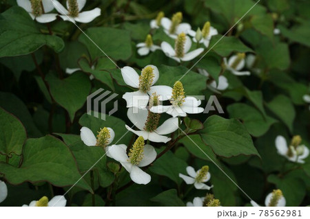 ドクダミの花 ドクダミの花 78562981