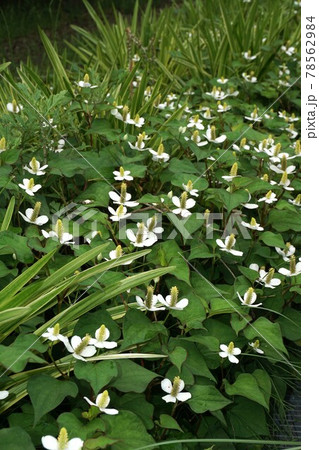 ドクダミの花 78562984