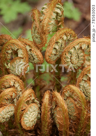 茶色い綿毛に覆われたゼンマイの新芽 茶色い綿毛に覆われたゼンマイの新芽 78563003