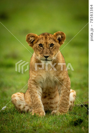 Lion cub sits in grass eyeing camera 78563364