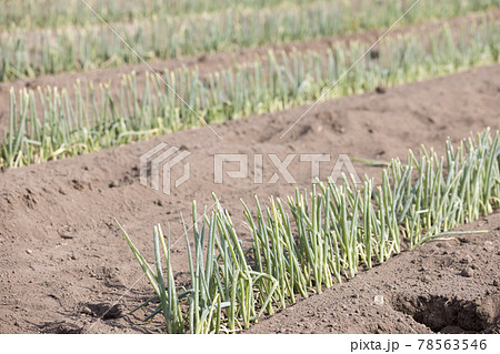 ネギの苗を植えるネギ農家　植え付けイメージ 78563546