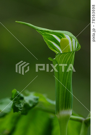 苞の中にまっすぐ立つアオマムシグサの肉穂花序 苞の中にまっすぐ立つアオマムシグサの肉穂花序 78563698