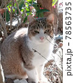 茂みに潜む猫 78563735