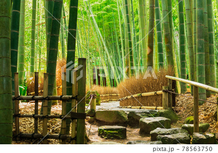 初夏の鎌倉　報国寺　竹の庭 78563750