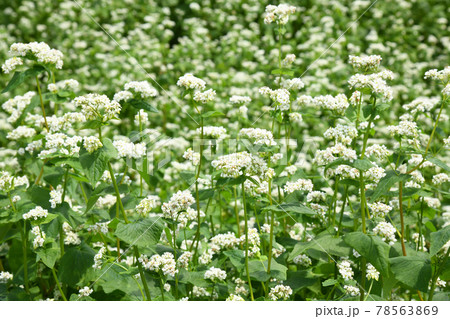 蕎麦の花 78563869
