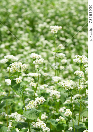 蕎麦の花 78563950