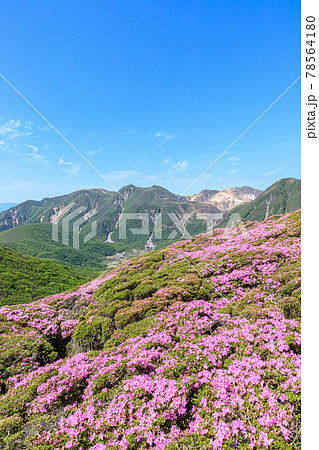 ヤマキリシマとくじゅう連山 平治岳 大分県 ヤマキリシマとくじゅう連山 平治岳 大分県 78564180