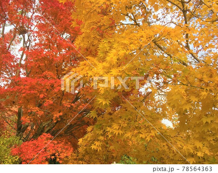 赤と黄色の紅葉 78564363