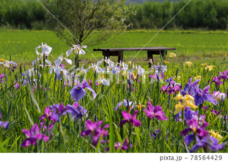 ロマンチック茨城（牛久沼の田んぼに色とりどりのアヤメの花が咲き誇る。ベンチに座ると河童も遊びに来た） 78564429