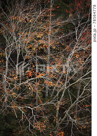 晩秋の高原で今にも葉を落としそうな楓が白い枝を寒風に揺らす 78564778