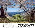 桜 78565977