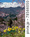 アルプス山脈 78566050