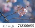 桜 78566055