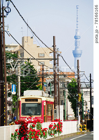 都電荒川線（東京さくらトラム）｜スカイツリーを背景に走る電車 78566166