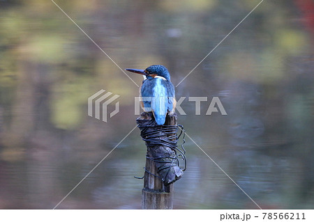 カワセミ 78566211