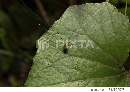 ザトウムシ ザトウムシ 78566274