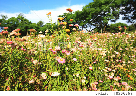 菊 キク 菊の花 78566565