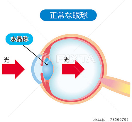 眼球の構造 断面図のイラスト素材