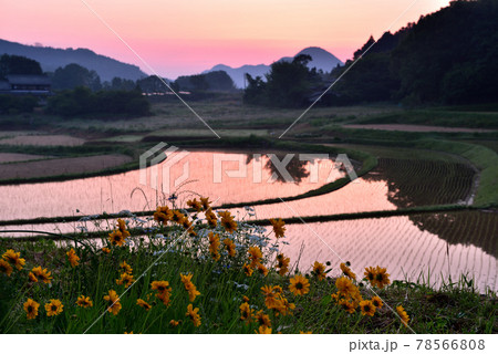 宇陀雨師の棚田 宇陀雨師の棚田 78566808
