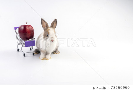Adorable young bunny sitting beside shopping cart with fresh red apple while standing over isolated Adorable young bunny sitting beside shopping cart with fresh red apple while standing over isolated 78566960