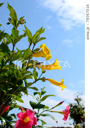晴れた日 青空の下 鮮やかに咲く ピンクのマンデビラとヒメアリアケカズラの写真素材