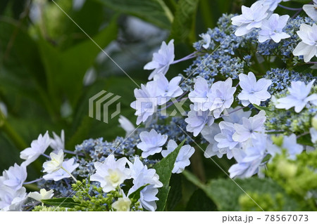 ブルーのスミダノハナビ 78567073