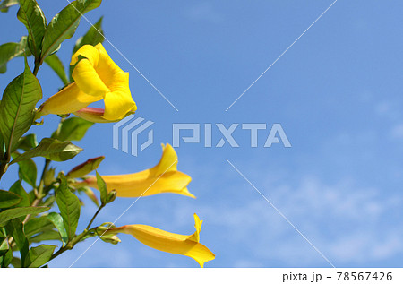 晴れた日 青空の下 鮮やかに咲く 黄色の花ヒメアリアケカズラの写真素材