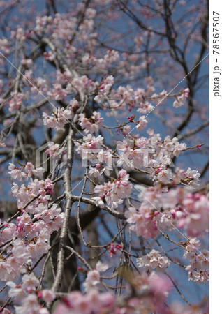 鍋田川付近の春 鍋田川付近の春 78567507