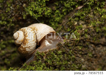 ヤマタニシ 78567555