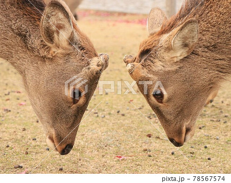 奈良公園の鹿、いざ対決の時です 奈良公園の鹿、いざ対決の時です 78567574