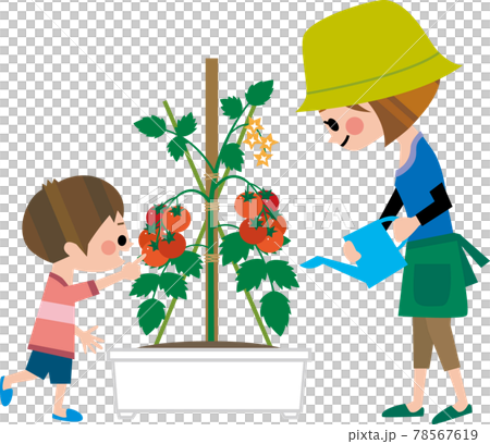 母子で家庭菜園 78567619