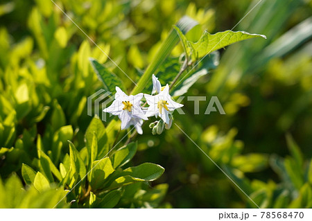 ワルナスビ ワルナスビ 78568470