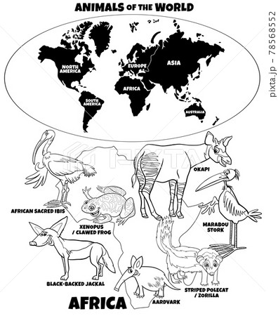 educational illustration of African animals coloring book page educational illustration of African animals coloring book page 78568552