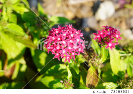 ペンタス 78568635