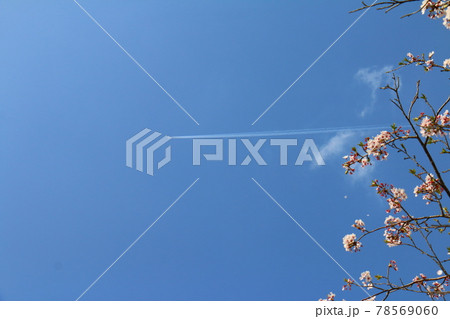 サクラと飛行機雲 サクラと飛行機雲 78569060